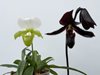 Paphiopedilum Schöne Von Kaunitz (Maudiae x Ambiente)